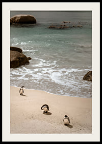 Penguins stroll along a sunny beach in peace and quiet.-4
