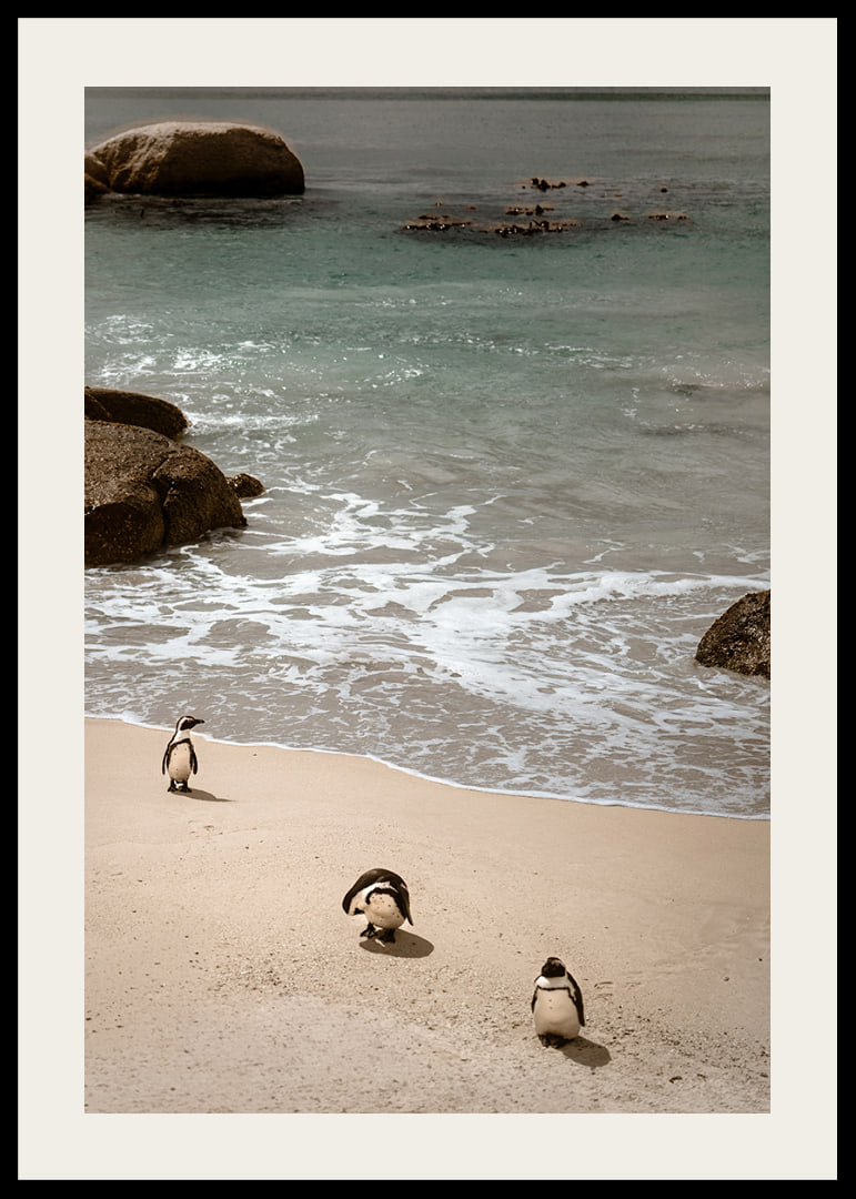 Penguins stroll along a sunny beach in peace and quiet.-12