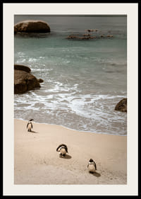Penguins stroll along a sunny beach in peace and quiet.-4