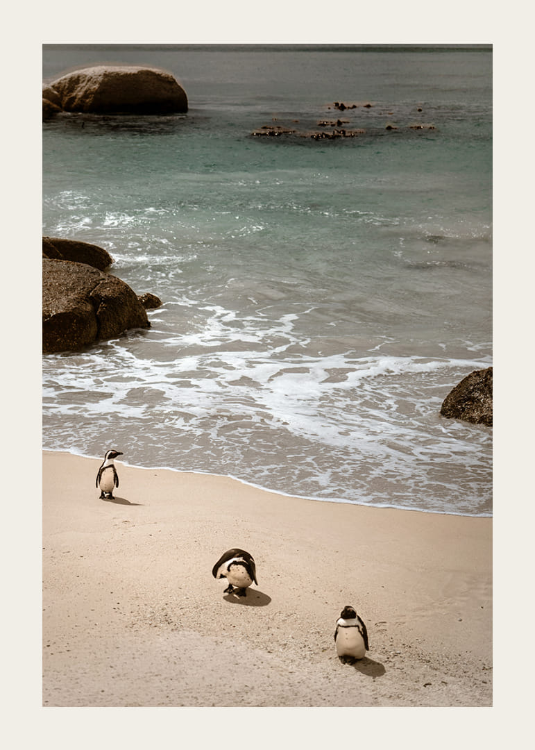 Penguins stroll along a sunny beach in peace and quiet.-12