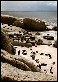 Penguins gather on the sunny rocky shore.-6