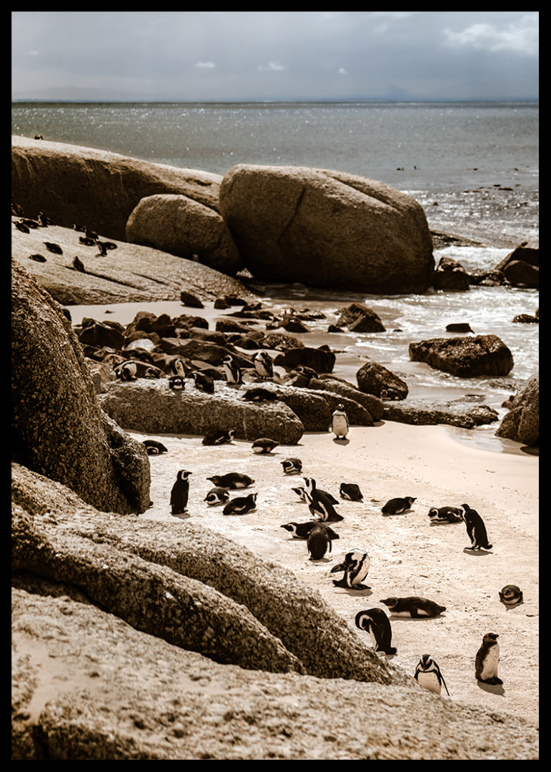 Penguins gather on the sunny rocky shore.-12