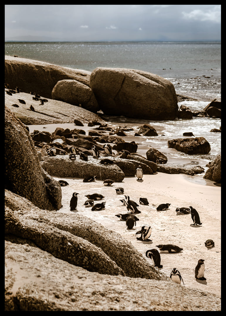 Des pingouins se rassemblent sur la rive rocheuse ensoleillée.-12