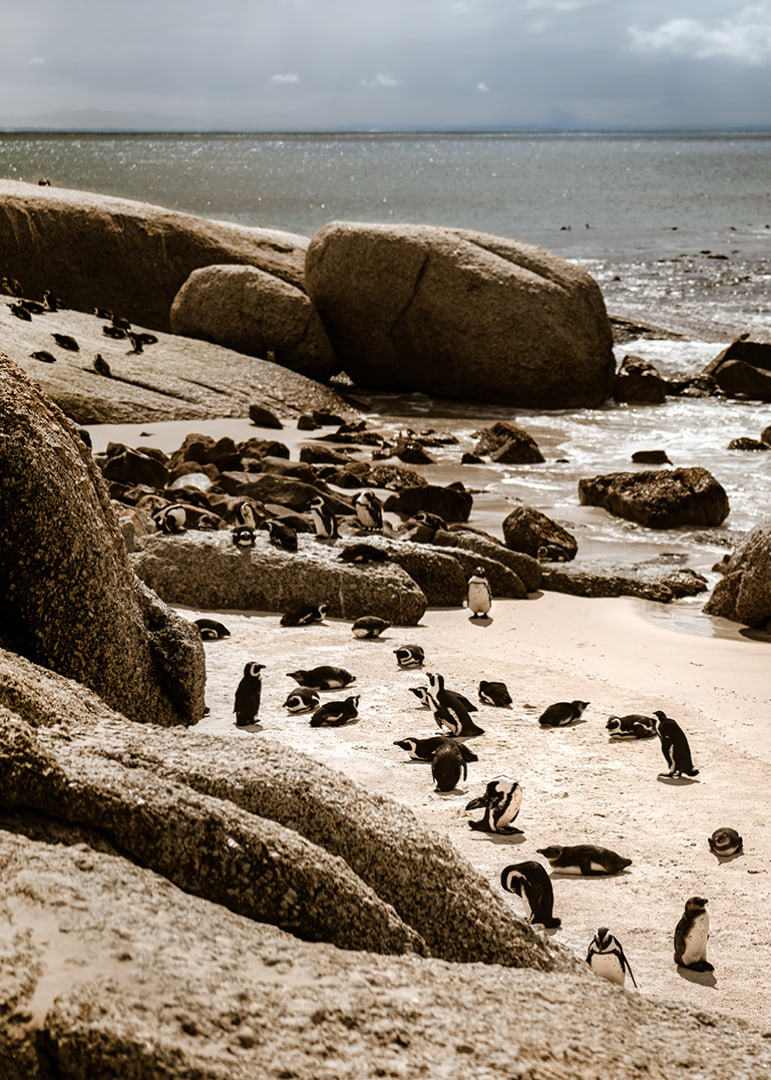 Penguins gather on the sunny rocky shore.-12