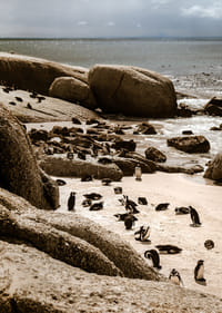 Des pingouins se rassemblent sur la rive rocheuse ensoleillée.-3