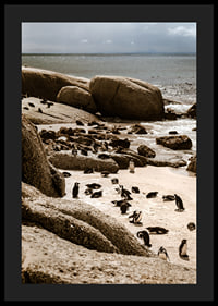Penguins gather on the sunny rocky shore.-0