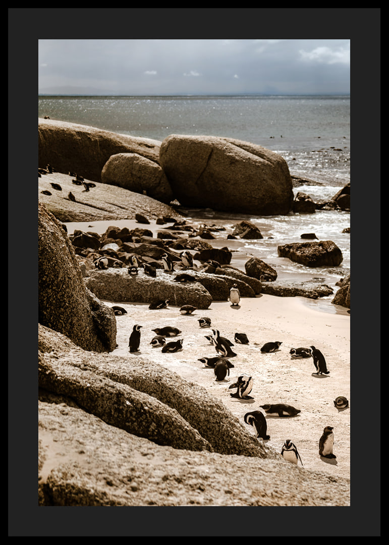 Penguins gather on the sunny rocky shore.-12
