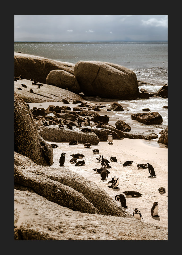 Penguins gather on the sunny rocky shore.-12