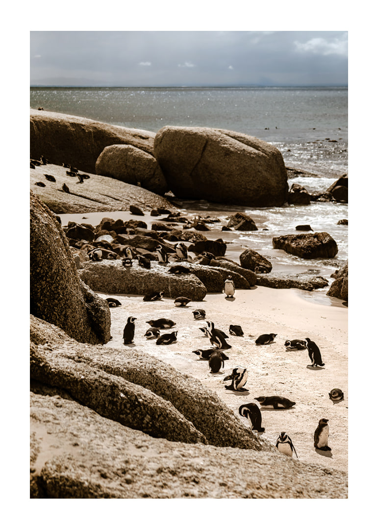 Penguins gather on the sunny rocky shore.-12