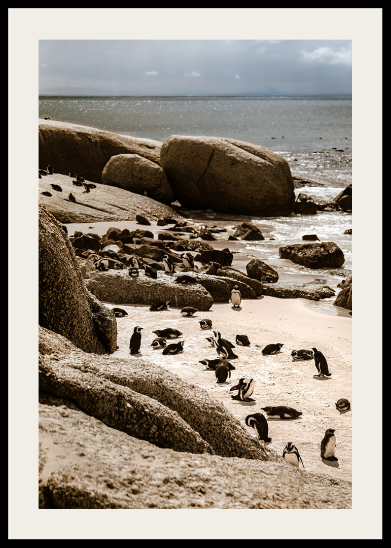 Penguins gather on the sunny rocky shore.-12