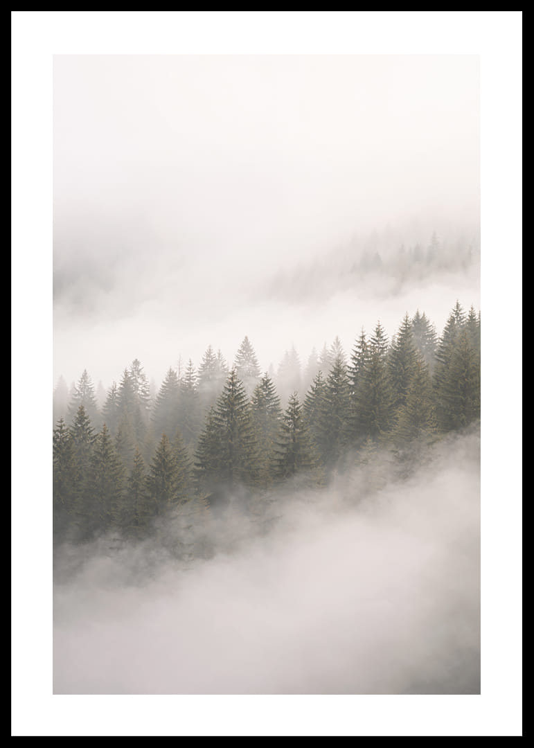 Les pins enveloppés de brume créent une atmosphère de calme et de mystère.-12