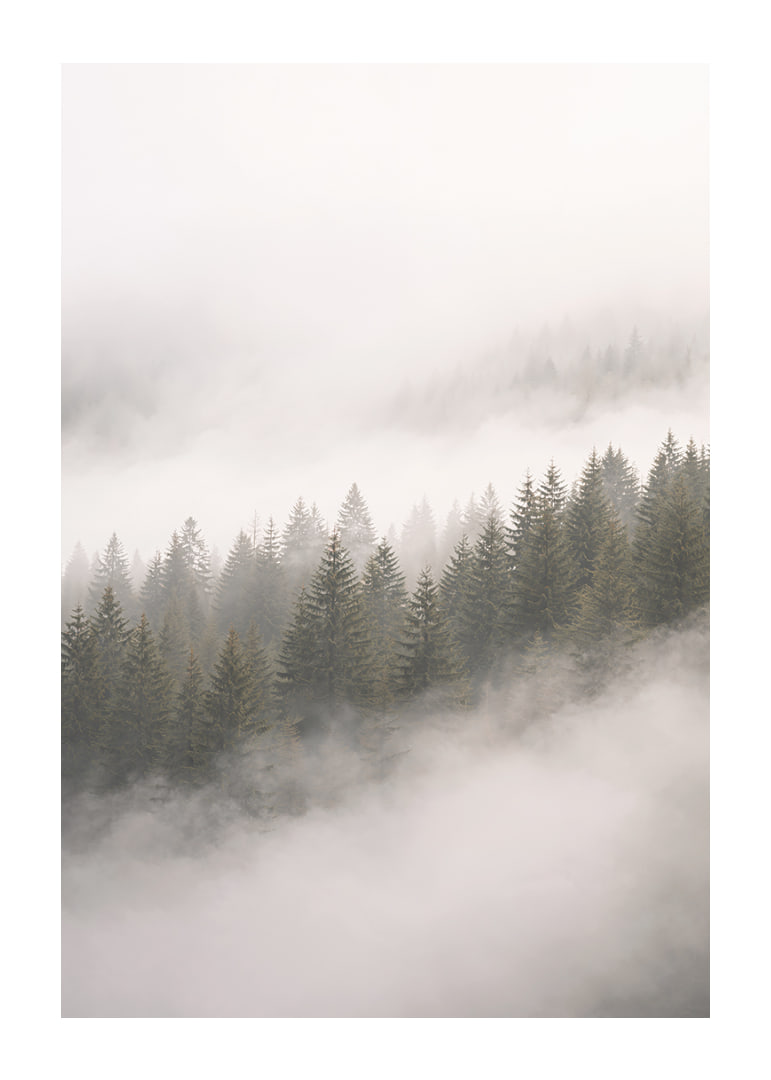 Mist-shrouded pine trees create a sense of calm and mystery.-12