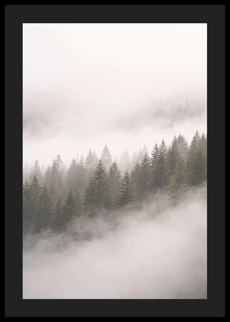 Mist-shrouded pine trees create a sense of calm and mystery.-12