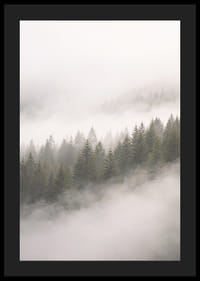 Les pins enveloppés de brume créent une atmosphère de calme et de mystère.-4