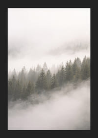 Les pins enveloppés de brume créent une atmosphère de calme et de mystère.-5