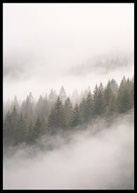 Mist-shrouded pine trees create a sense of calm and mystery.-6
