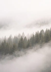 Les pins enveloppés de brume créent une atmosphère de calme et de mystère.-7