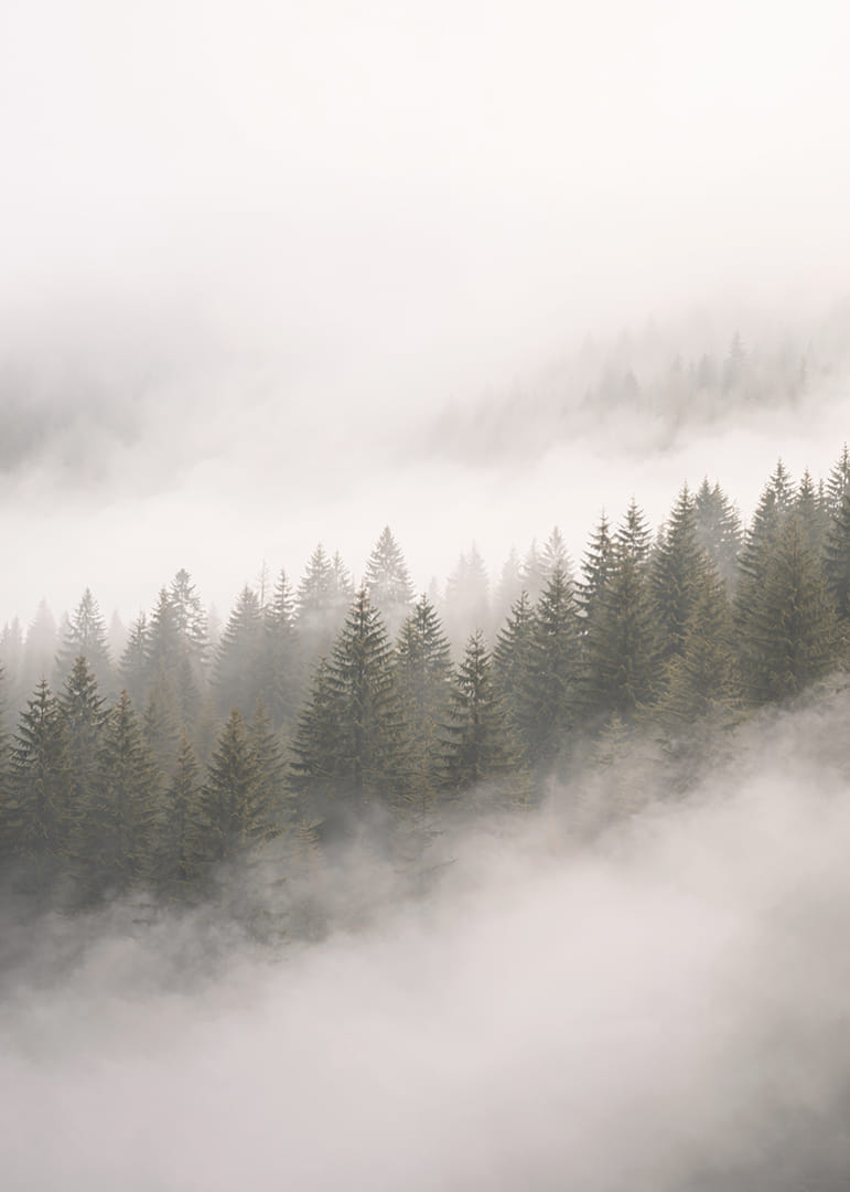 Les pins enveloppés de brume créent une atmosphère de calme et de mystère.-12