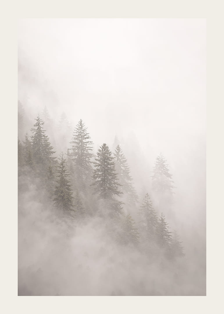 Les pins enveloppés de brume dégagent une atmosphère mystérieuse et apaisante.-12