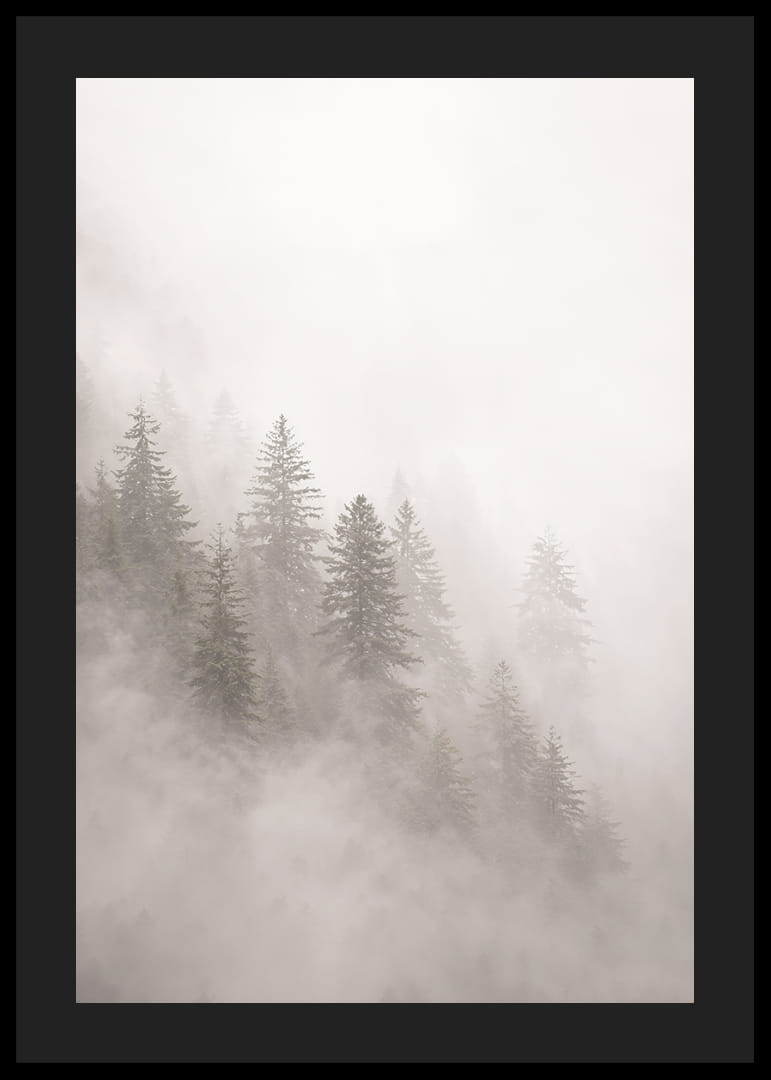Les pins enveloppés de brume dégagent une atmosphère mystérieuse et apaisante.-12