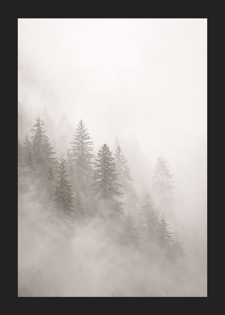 Les pins enveloppés de brume dégagent une atmosphère mystérieuse et apaisante.-12