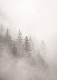 Les pins enveloppés de brume dégagent une atmosphère mystérieuse et apaisante.-7