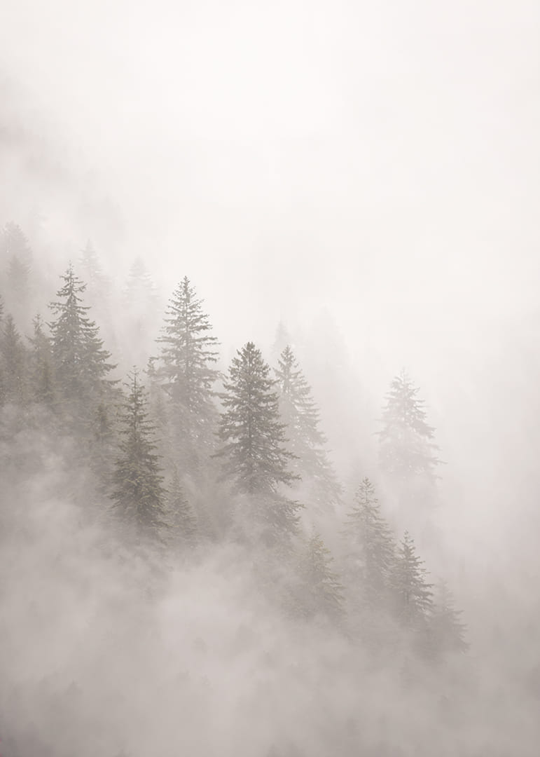 Les pins enveloppés de brume dégagent une atmosphère mystérieuse et apaisante.-12