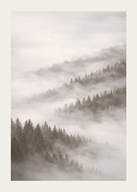 Misty forest that disappears into the silence of the clouds.-3
