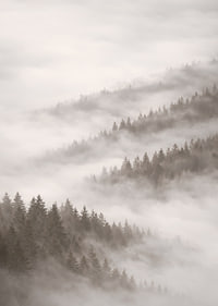 Misty forest that disappears into the silence of the clouds.-7