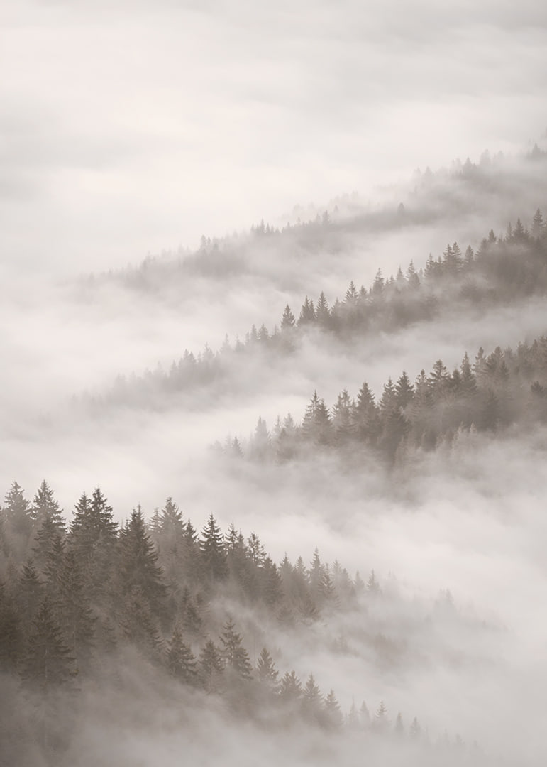 Misty forest that disappears into the silence of the clouds.-12
