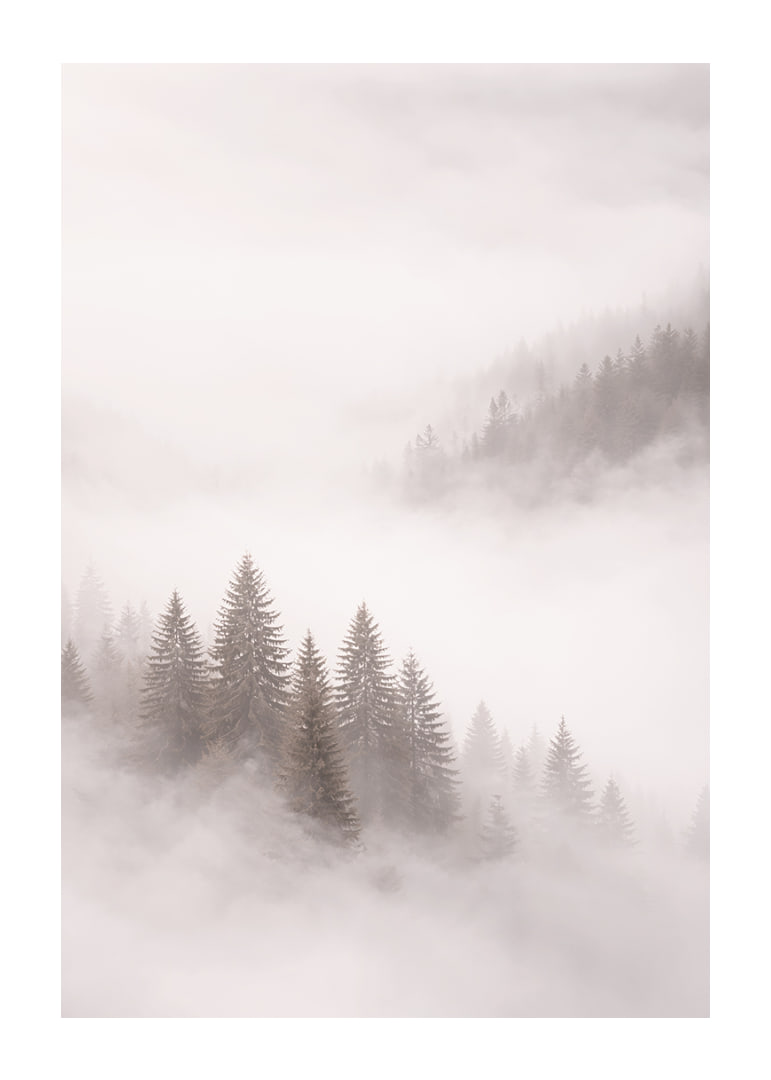 Mist-shrouded fir trees create a dreamlike feeling.-12