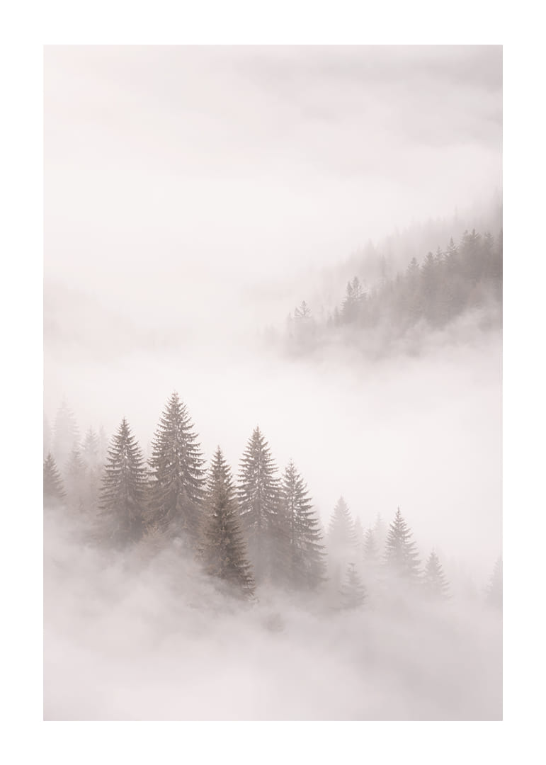 Les sapins enveloppés de brume créent une atmosphère onirique.-12