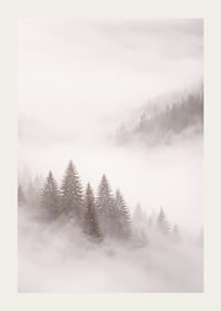 Mist-shrouded fir trees create a dreamlike feeling.-3