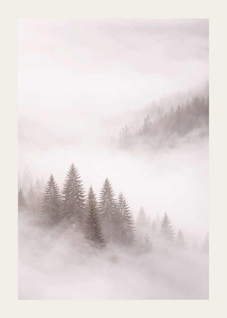 Les sapins enveloppés de brume créent une atmosphère onirique.-12