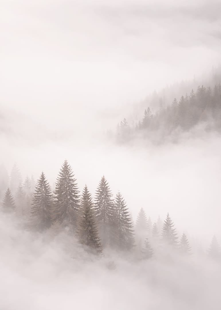 Les sapins enveloppés de brume créent une atmosphère onirique.-12
