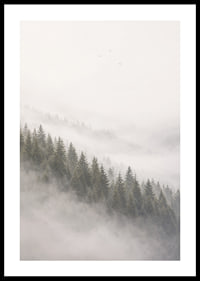 Mist-shrouded pine trees create a calm and peaceful atmosphere.-0