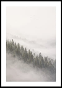 Les pins enveloppés de brume créent une atmosphère calme et paisible.-0