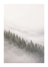Mist-shrouded pine trees create a calm and peaceful atmosphere.-1