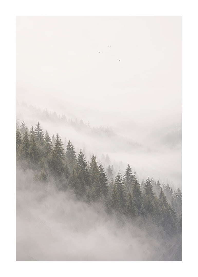 Mist-shrouded pine trees create a calm and peaceful atmosphere.-12
