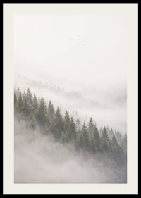 Mist-shrouded pine trees create a calm and peaceful atmosphere.-2