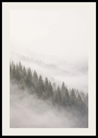 Les pins enveloppés de brume créent une atmosphère calme et paisible.-2