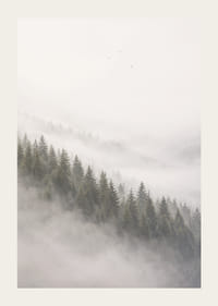 Les pins enveloppés de brume créent une atmosphère calme et paisible.-3