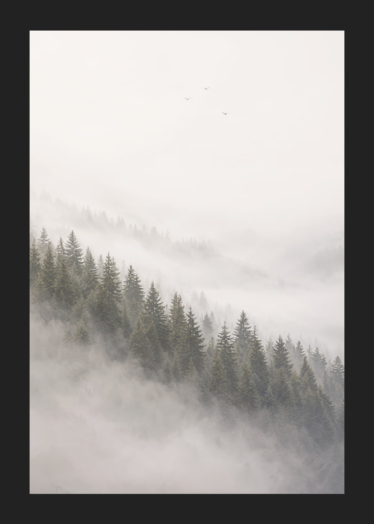 Mist-shrouded pine trees create a calm and peaceful atmosphere.-12