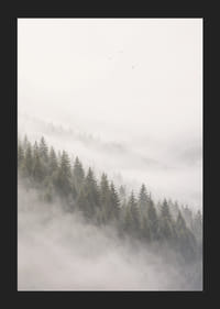 Les pins enveloppés de brume créent une atmosphère calme et paisible.-5