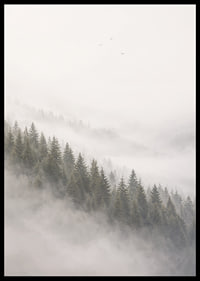 Mist-shrouded pine trees create a calm and peaceful atmosphere.-6