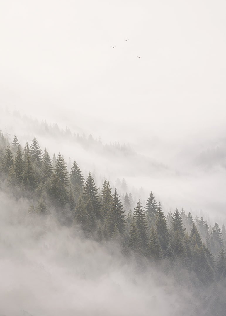Mist-shrouded pine trees create a calm and peaceful atmosphere.-12