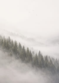 Les pins enveloppés de brume créent une atmosphère calme et paisible.-7