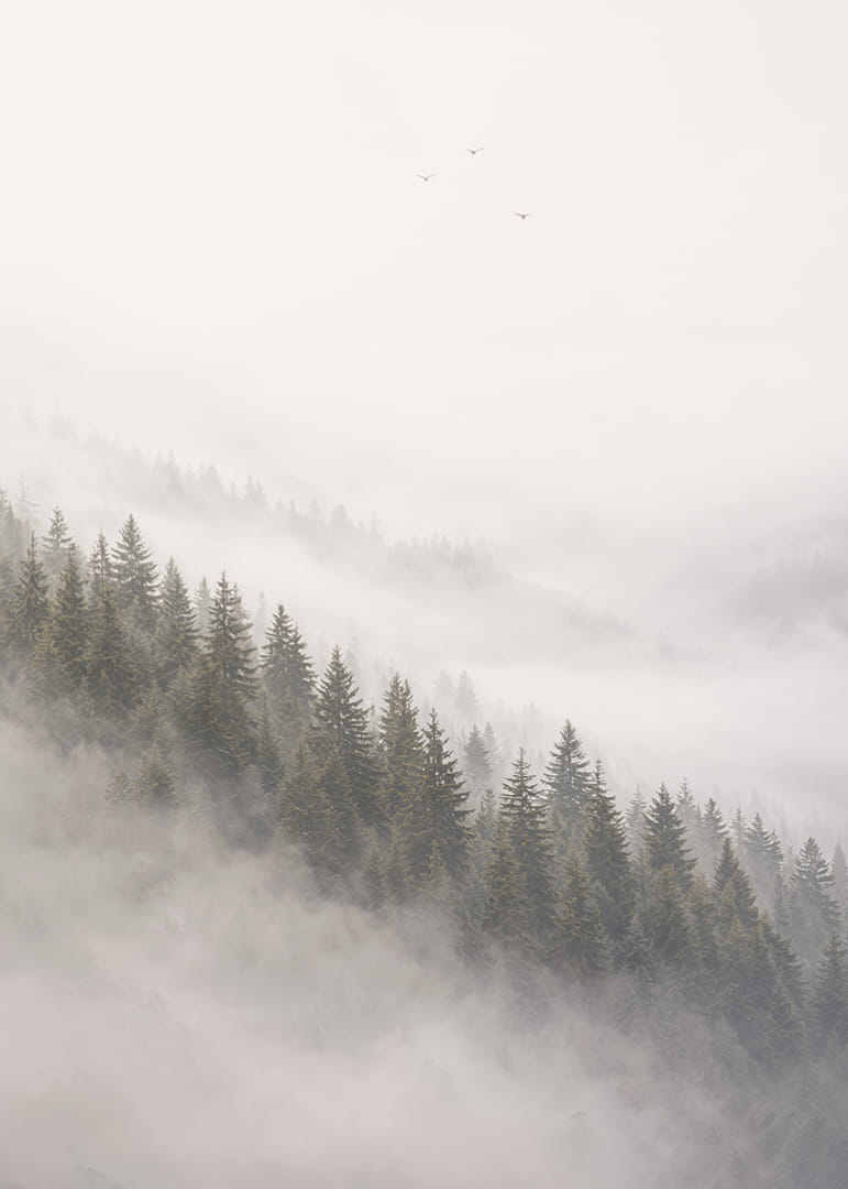 Les pins enveloppés de brume créent une atmosphère calme et paisible.-12