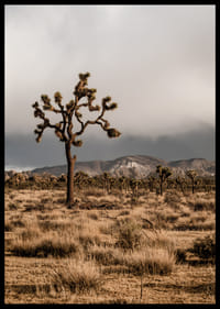 Arbre de Josué emblématique dans l'immensité-6