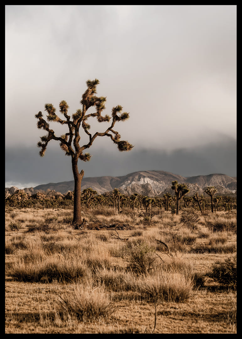 Arbre de Josué emblématique dans l'immensité-12